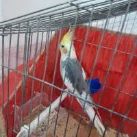 عروس هلندی.