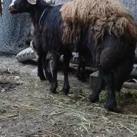 گوسفند.قوچ جوان 3 ساله