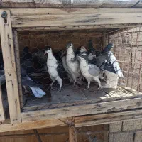 کفتر پلاس دم لول