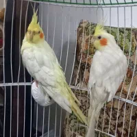 عروس هلندی|پرنده|فومن, |دیوار
