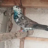 یک جفت کبوتر پرشی|پرنده|بندر ترکمن, |دیوار