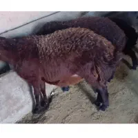 بره پرواری چاق درجه یک وزن حدود 45الی50