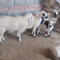 گوسفند وبره