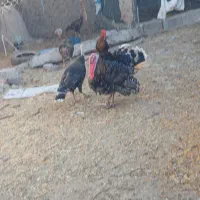 بوقلمون  تخم گزارش جوان ۳ تا ماده یکی نر|حیوانات مزرعه|اسفراین, |دیوار