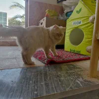 گربه پرشین|گربه|عباس‌آباد, |دیوار