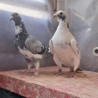 کفترآلمانی مسافتی|پرنده|گلبهار, شهر جدید گلبهار|دیوار