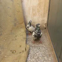 سینه دمسیاه زغالی عطیقه