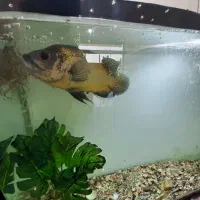 ماهی اسکار مولد