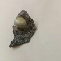 بابا قوری باباقوری باباغوری