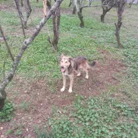 سگ نر گرگی نگهبان|سگ|سنگر, |دیوار