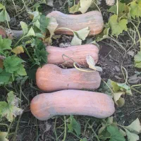 کدو حلوایی|خوردنی و آشامیدنی|سیمینه, |دیوار