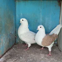 کفتر دوکت نوک ریز کشیده