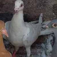 باخت