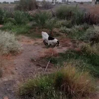 فروش نری پاکستانی
