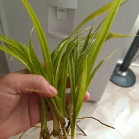 قلمه پاندانوس ریشه دار|گل و گیاه طبیعی|نیشابور, فردوس شمالی|دیوار
