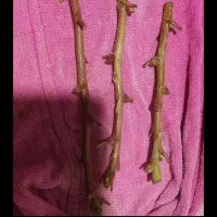 باغبانی گل کاری محلول حذف هرز تقویتی باردهی پیوند|خدمات باغبانی و درختکاری|زابل, |دیوار