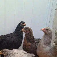 جوجه مرغ برهما ۳ماهه نژاداصیل بلو و بلوپاتریچ