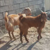 چپشت  نری چاق و سرحال مناسب برای داشت و کشتار