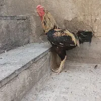 خروس لاری