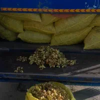 خرید پسته کال