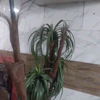 گل درخچه بزرگ مناسب سالن ها و سالن ورزشی و تالار