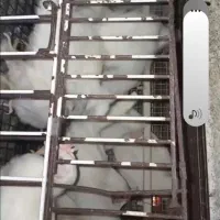 تولیت تخمگذار ۸۰ روزه