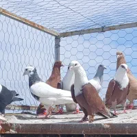 کبوتر رنگه .کرمونی .زرد سرخ