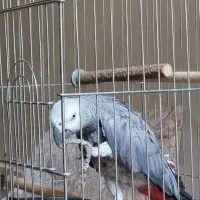 کاسکو سخنگو با تمام وسایل