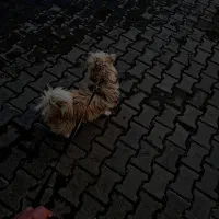 پاکوتا شیتزو