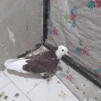 نر شازده با ماده طوقی سبز ۱۵۰۰