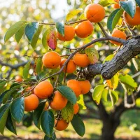 آخرین فرصت خرید نــهال صــنوبـر با 30٪ تخفیف ویژه|خدمات باغبانی و درختکاری|مراغه, |دیوار