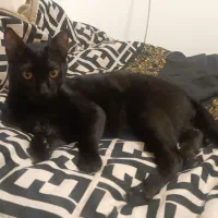 گربه برای وا گزاری