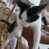 واگذاری گربه خانگی مهربون