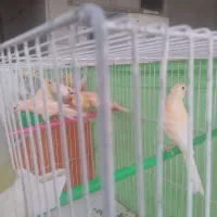 قناری جوجه چهار ماه|پرنده|مشهد, ابوذر|دیوار