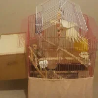 جوجه عروس هلندی