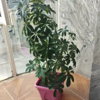 قیمتها متفاوت