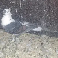 کفتر‌بلژیکی