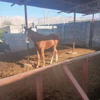 مادیان نوه طاووس الهیاری