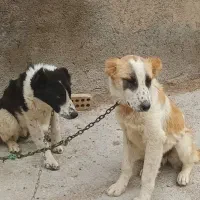 تول سگ|سگ|قوچان, |دیوار