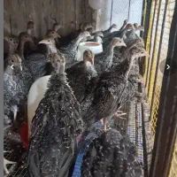 فروش جوجه بوقلمون ۴۰ روزه