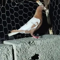ماده شتری سرخ