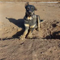 یک جفت توله عراقی ۹ماهه همه چیز تموم|سگ|کمیجان, |دیوار