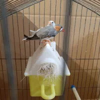 جفت فنچ کار داده