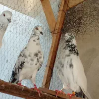 کفتر پرشی|پرنده|رشت, سلیمانداراب|دیوار