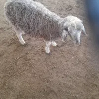 بره نر ارزان