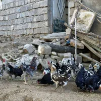 تخم نطفه دار از مولدین بالا گلین پنگوینی|حیوانات مزرعه|بانه, |دیوار