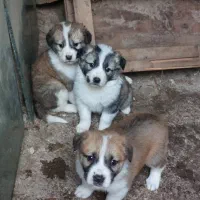 توله آلابای