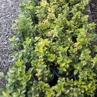 شمشادطلایی ویوکاوپالم|گل و گیاه طبیعی|رحیم‌آباد, |دیوار