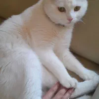 فروش گربه نر|گربه|یزد, |دیوار