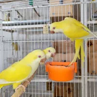 3 عدد  طوطی راهب جوانه